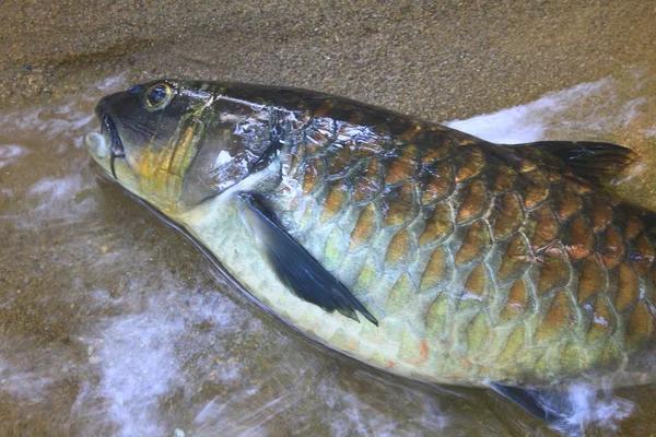 Mahseer Barb — Stock Photo, Image