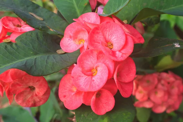 Kroon van doornen bloemen — Stockfoto