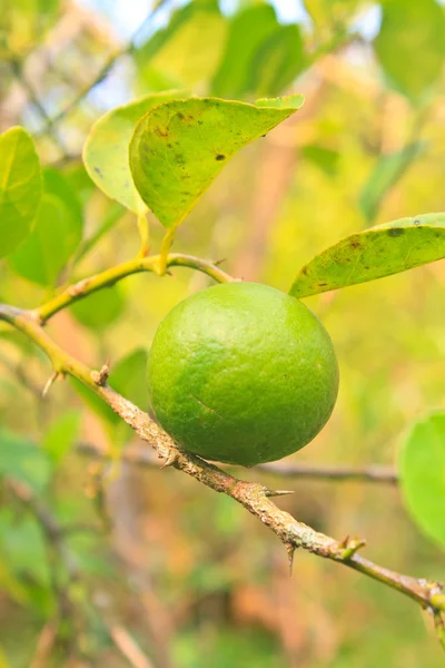 Limão verde na árvore de limão na fazenda orgânica — Fotografia de Stock
