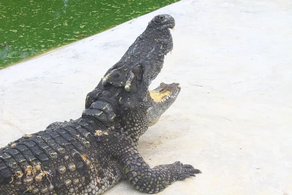 Close up Crocodiles in a farm — Stock Photo, Image