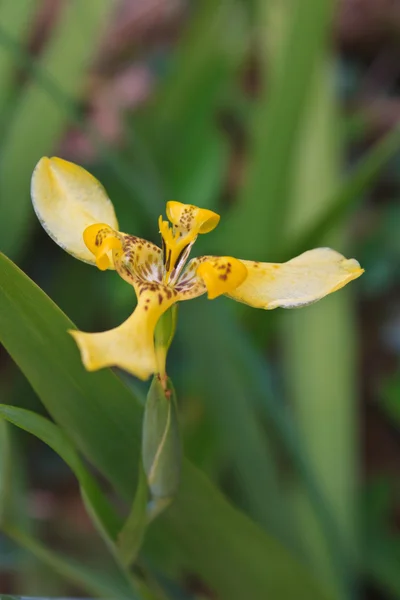 Wentylator irys kwiat lub spaceru irys — Zdjęcie stockowe