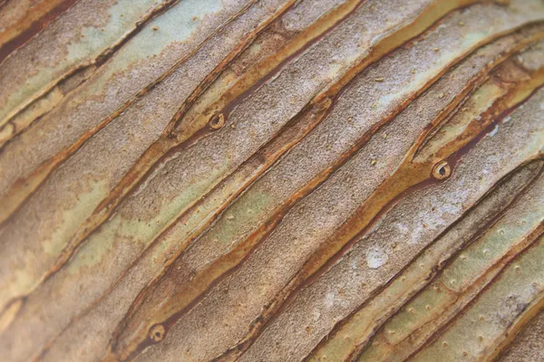 Fundo e textura tronco de Dracaena árvore — Fotografia de Stock