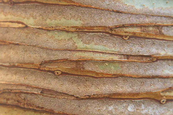 Achtergrond en textuur kofferbak van dracaena boom — Stockfoto