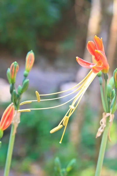 Königin Lilie Blume im Garten — Stockfoto