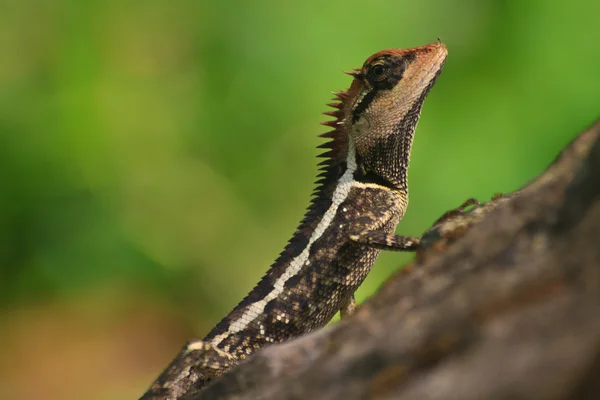 Lagarto espinhoso maior — Fotografia de Stock