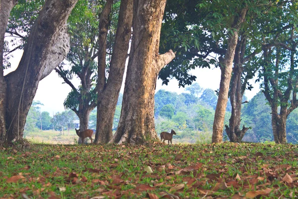 Лающий олень или Muntiacus muntjak — стоковое фото