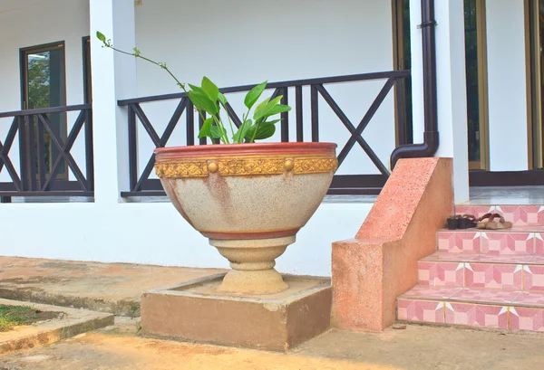 Planta verde dentro grande vaso de concreto — Fotografia de Stock