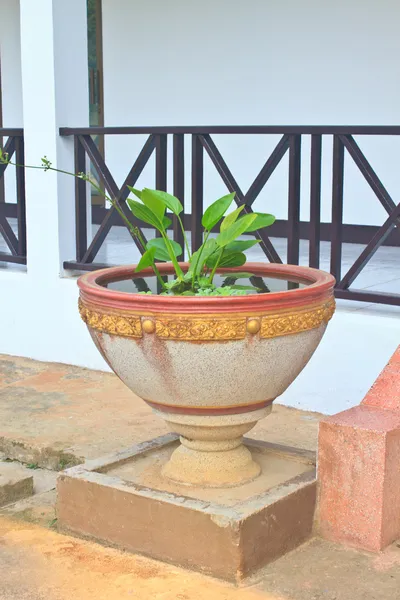 Zöld növény belsejében a nagy beton váza — Stock Fotó