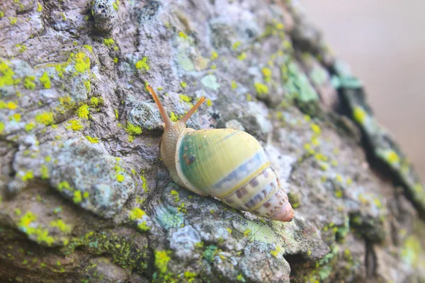 Snail on the trunk tree — Stock Photo, Image