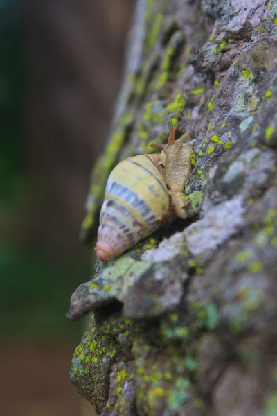 트렁크 나무에 달팽이 — 스톡 사진