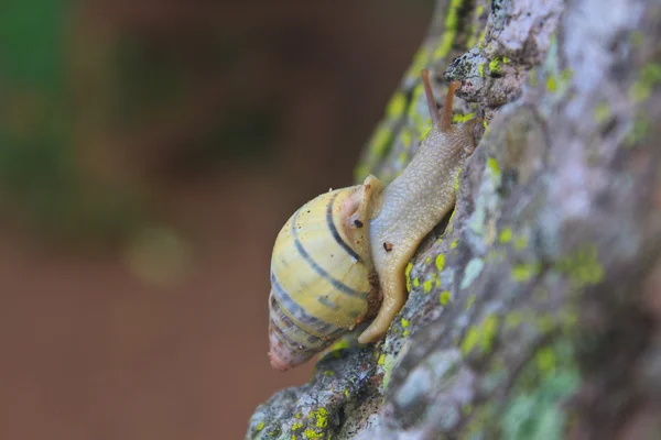 Lumaca sull'albero del tronco — Foto Stock