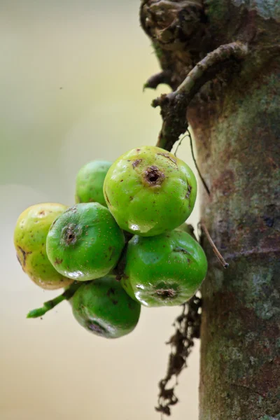 Frutta fichi sull'albero — Foto Stock