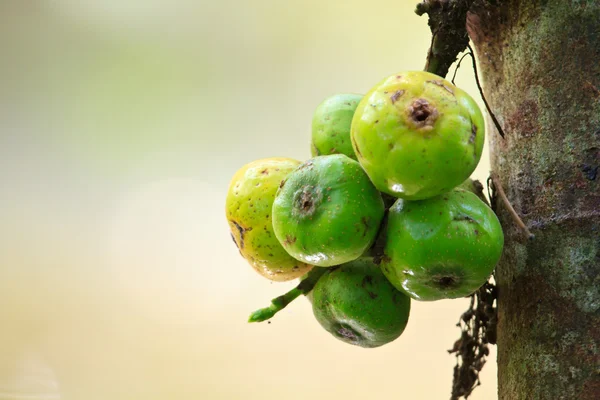 Vruchten vijgen op de boom — Stockfoto