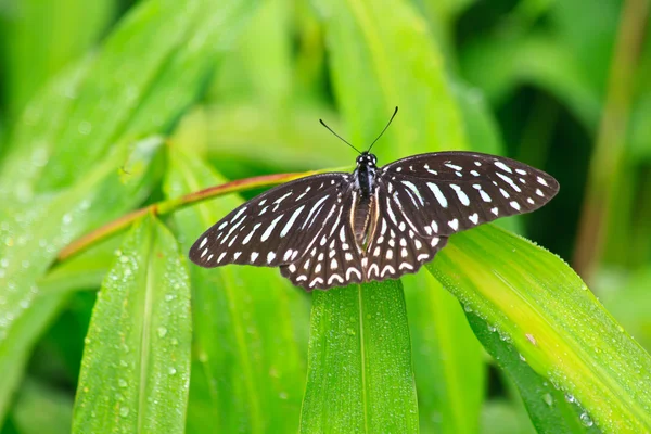 Piękny motyl na liściu — Zdjęcie stockowe
