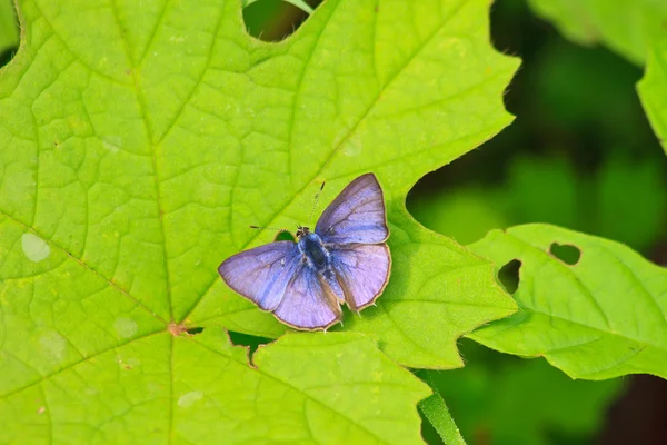 Bela borboleta na folha — Fotografia de Stock