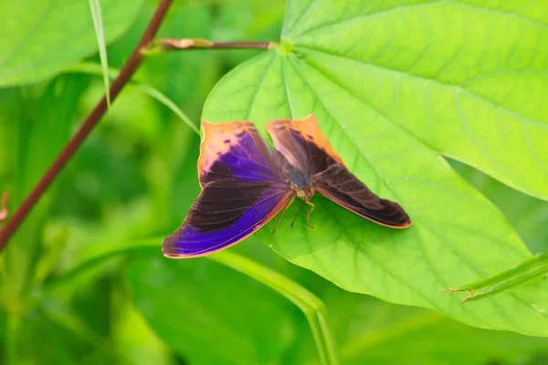 Beau papillon sur la feuille — Photo