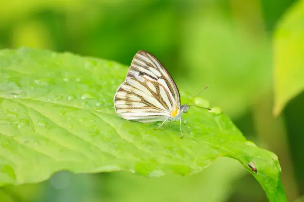 Prachtige vlinder op blad — Stockfoto