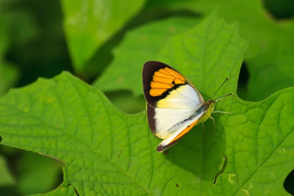 Piękny motyl na liściu — Zdjęcie stockowe