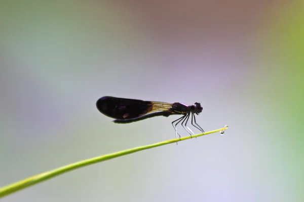 Dragonfly sitting on a branch of green grass — Stock Photo, Image
