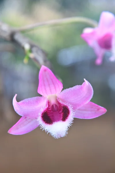 Vilda orkidéer i skogen i thailand — Stockfoto