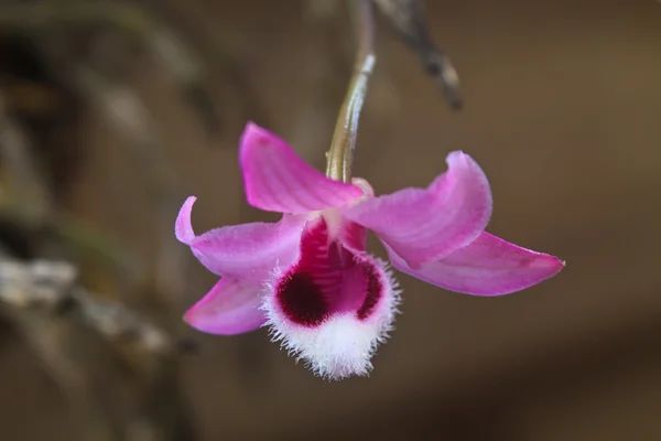 Orchidee selvatiche in foresta della Thailandia — Foto Stock