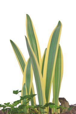 hymenocallis littoralis veya örümcek zambak yaprak 