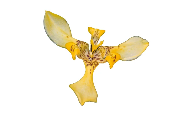 Fan iris flower or walking iris — Stock Photo, Image