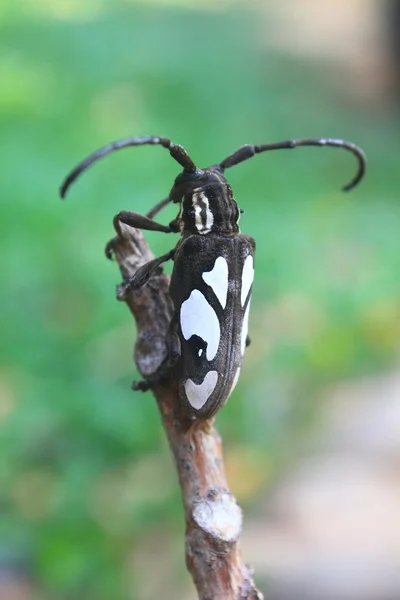 Laubholzbockkäfer der Gattung batocera — Stockfoto