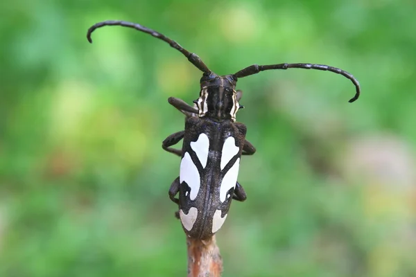 Escarabajo de cuerno largo en Género Batocera —  Fotos de Stock