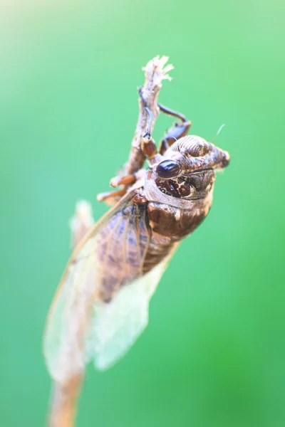 Cicadas nas árvores — Fotografia de Stock