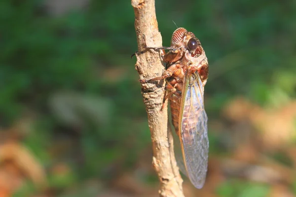 Ağustos böcekleri ağaçların — Stok fotoğraf