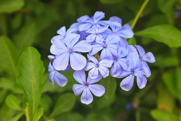 Eisenkraut Blume im Garten — Stockfoto