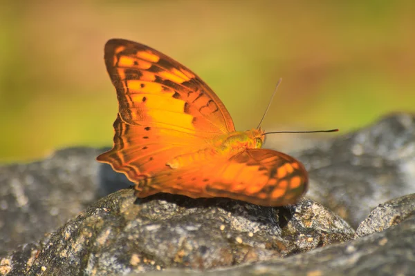 Krásný motýl na kámen — Stock fotografie