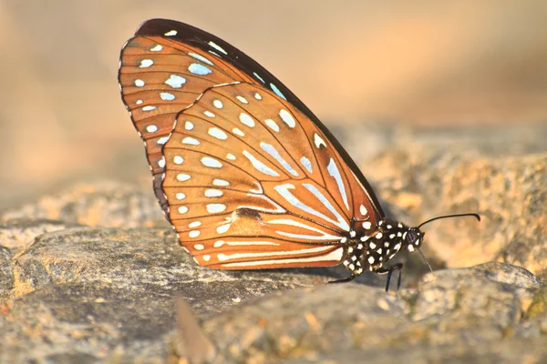 Prachtige vlinder op steen — Stockfoto