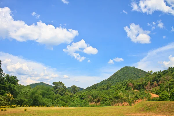 Groen bos en blauwe lucht achtergrond — Stockfoto