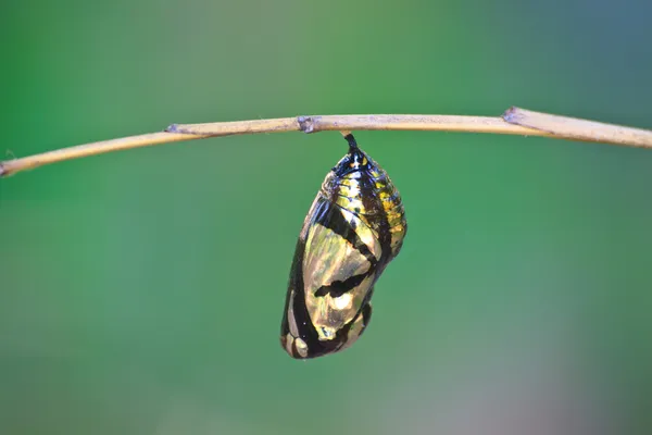 Schöne Monarchin Chrysalis hängt am Ast — Stockfoto