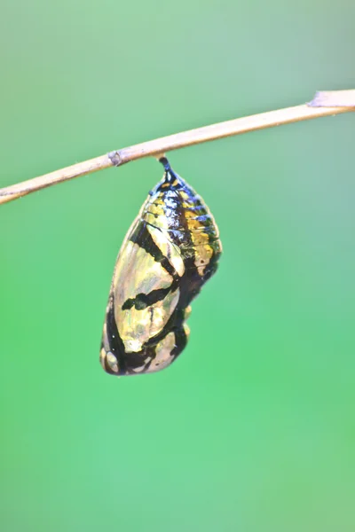 Belle chrysalide monarque suspendue sur la branche — Photo