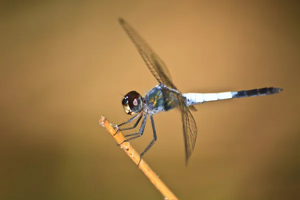 Dragonfly sitting on a branch — Stock Photo, Image