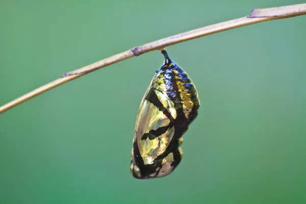 Hermosa crisálida monarca colgando de la rama Imagen de archivo