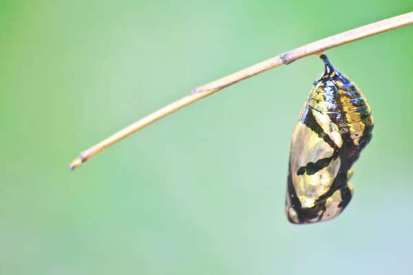 Hermosa crisálida monarca colgando de la rama Fotos de stock