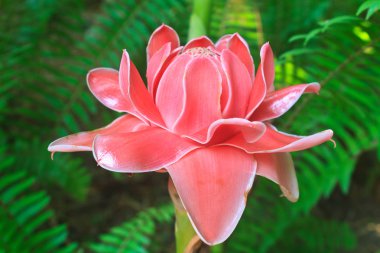 Etlingera Elatior veya Red Torch Ginger