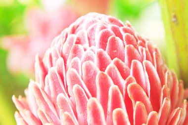 Etlingera Elatior veya Red Torch Ginger