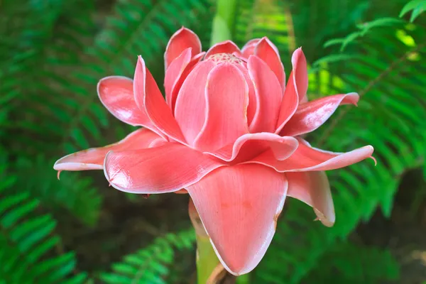 Etlingera Elatior ou Red Torch Ginger — Photo