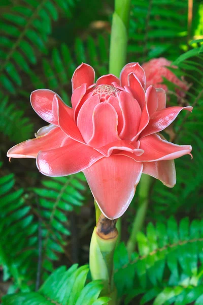 Etlingera Elatior ou Red Torch Ginger — Photo