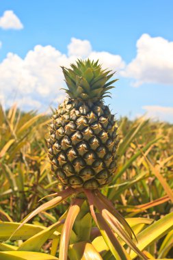 ananas tropikal meyvesi