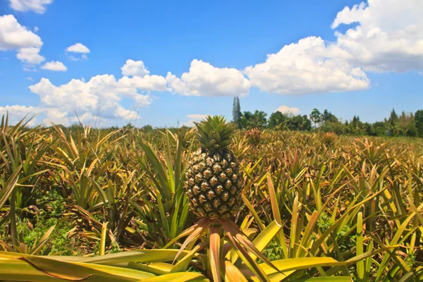 Pineapple tropical fruit — Stock Photo, Image