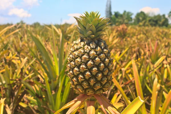 Ananas tropické ovoce — Stock fotografie