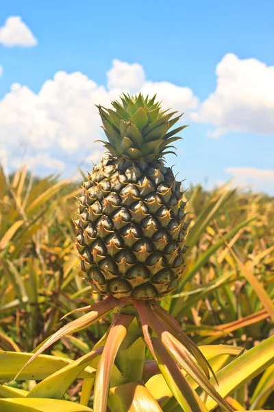 Ананас тропічних фруктів — стокове фото