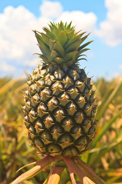 Τροπικός ανανάς — Φωτογραφία Αρχείου