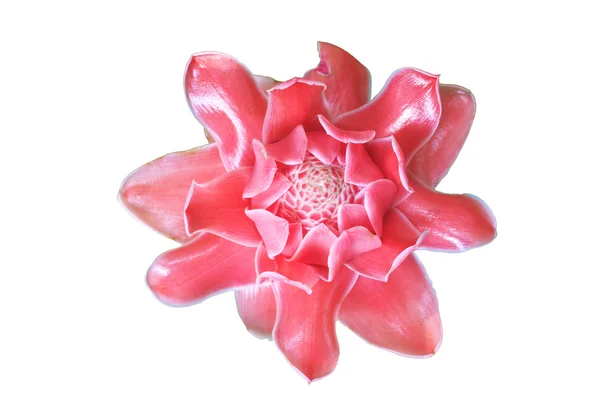 Etlingera Elatior or Red Torch Ginger — Stock Photo, Image